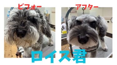 シュナウザーはお任せください