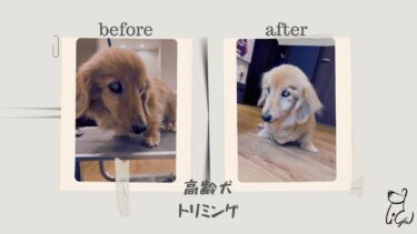 高齢犬トリミング